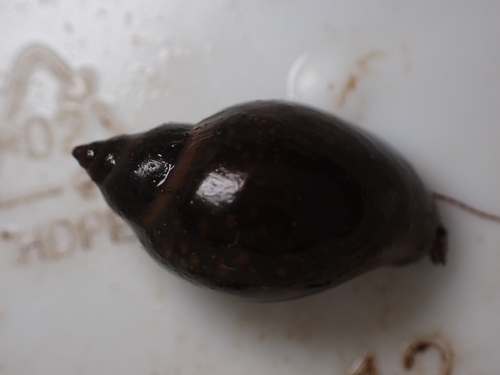 Physella acuta