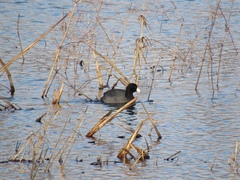 Fulica americana americana