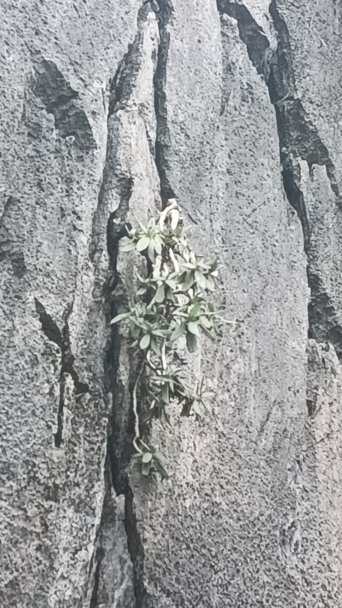 Primulina drakei — ảnh 2
