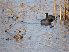 Fulica americana americana