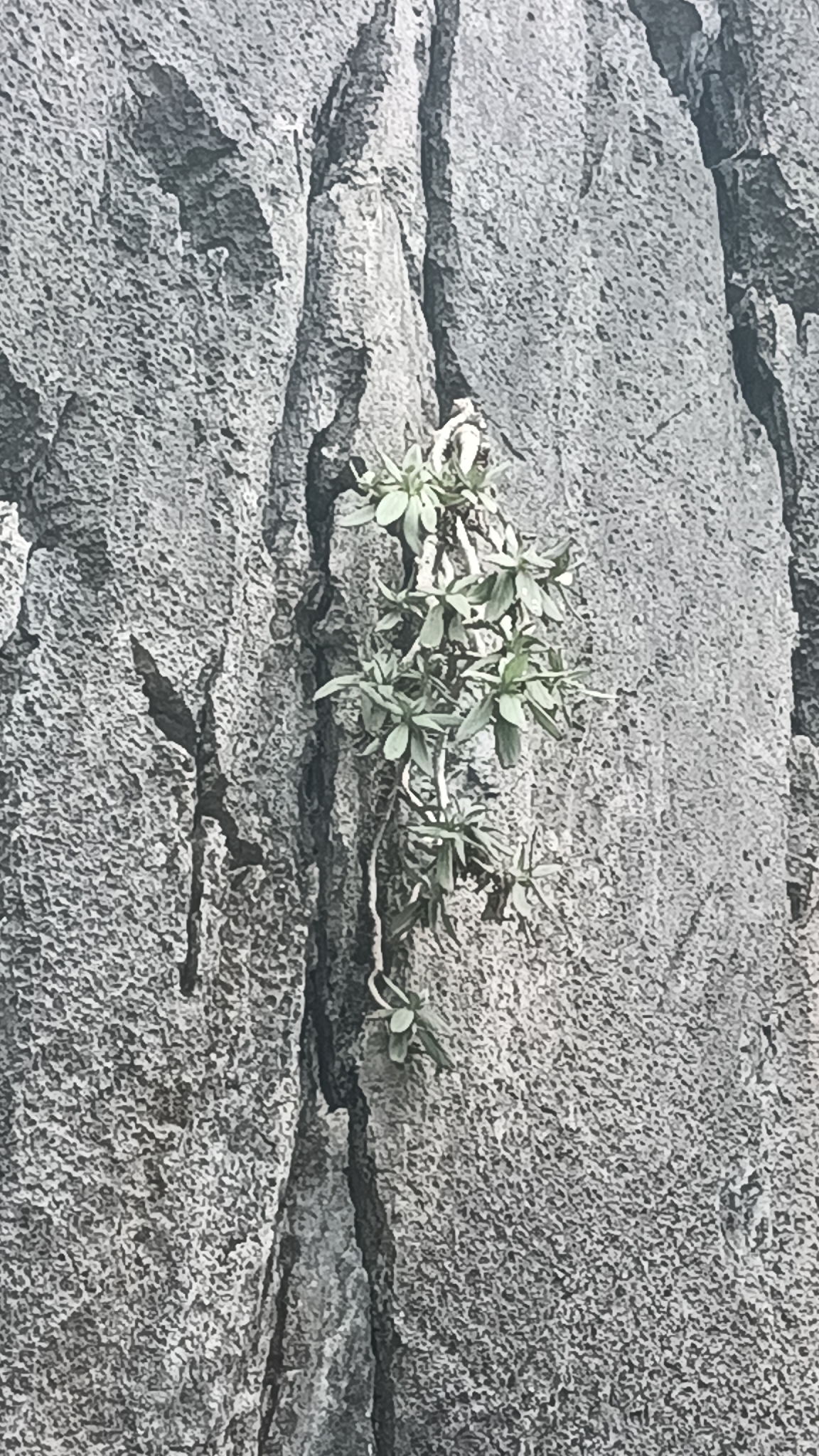 Primulina drakei — ảnh 3