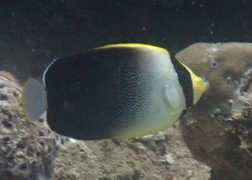 Chaetodontoplus poliourus observed 2026-03-09