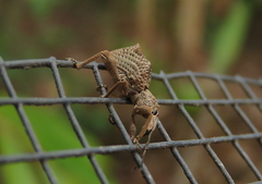 Leptopius tetraphysodes