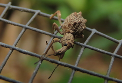 Leptopius tetraphysodes