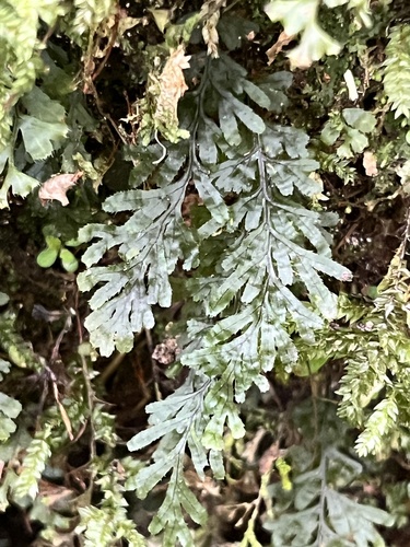 Hymenophyllum holochilum observed 2026-03-21