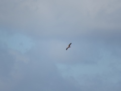 Circus aeruginosus aeruginosus