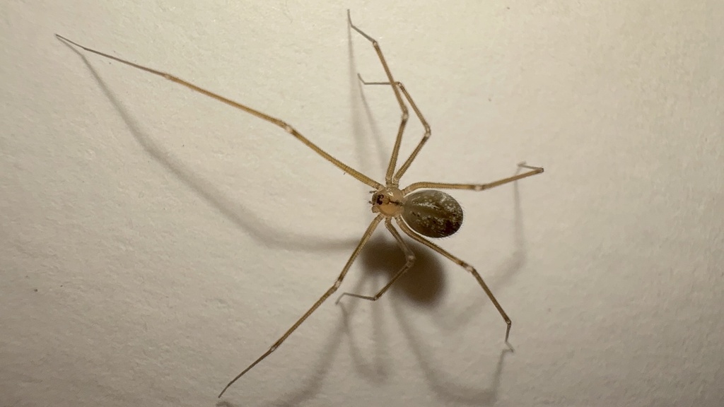 Psilochorus pallidulus