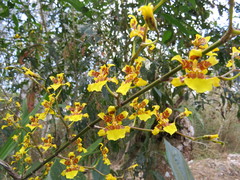 Oncidium sphacelatum