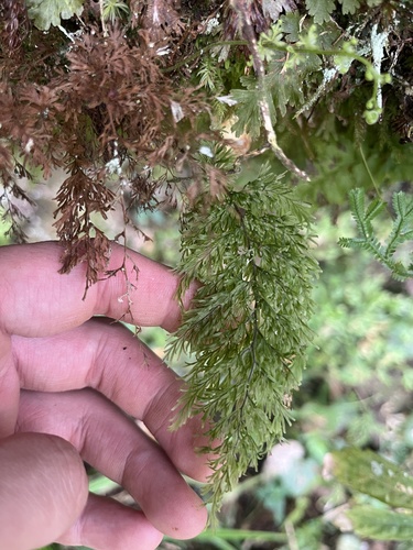 Callistopteris apiifolia observed 2026-03-21