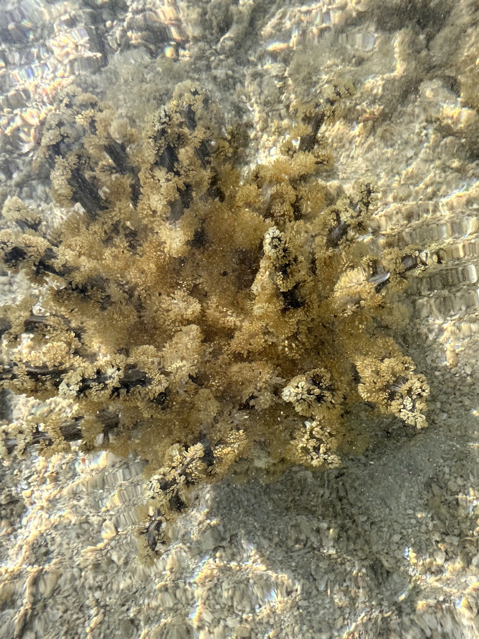 Actinodendron arboreum (Quoy & Gaimard, 1833)