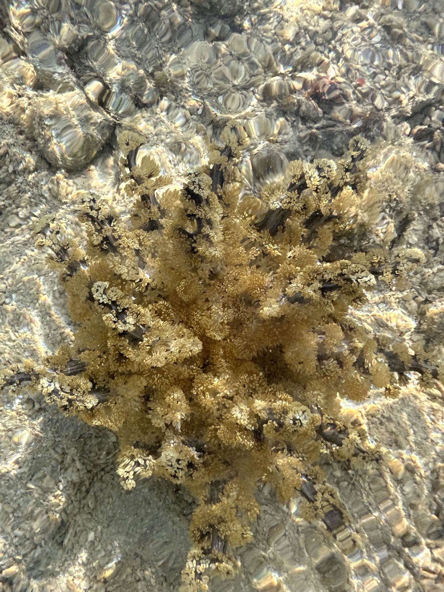 Actinodendron arboreum (Quoy & Gaimard, 1833)