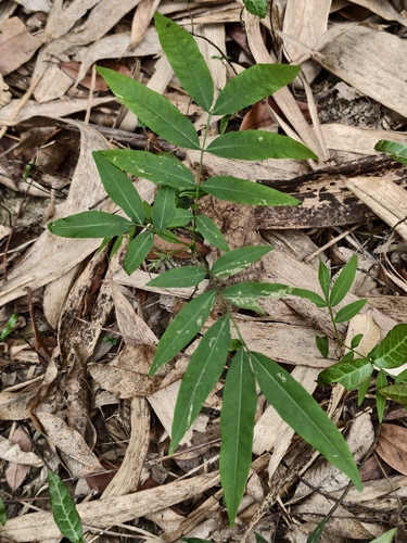 Chinese Soapberry (Sapindus mukorossi)