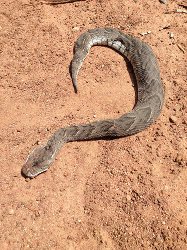 Puff Adder