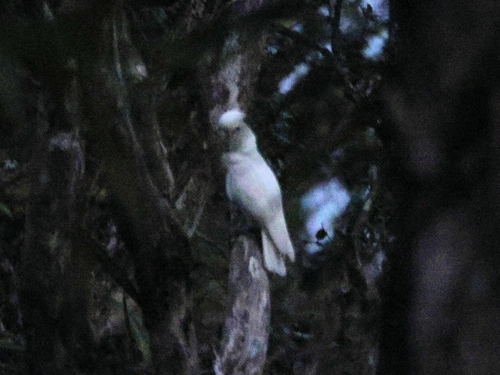 Tanimbar Corella (Cacatua goffiniana)