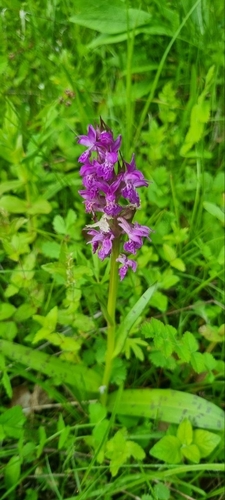 Western Marsh-Orchid (Dactylorhiza majalis)