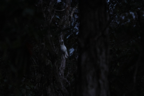 Tanimbar Corella (Cacatua goffiniana), photo 2