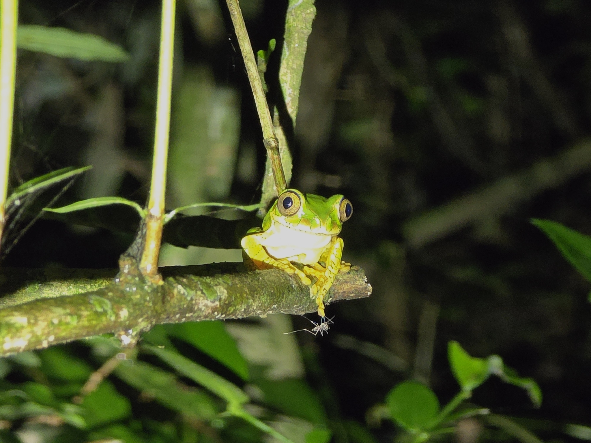 Leptopelis natalensis (Smith, 1849)