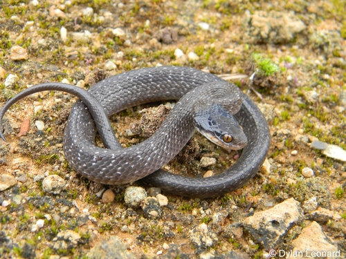 Red-lipped Snake, Crotaphopeltis hotamboeia