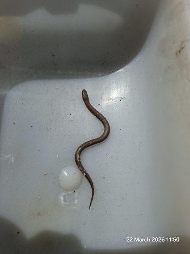Common Slug-eater