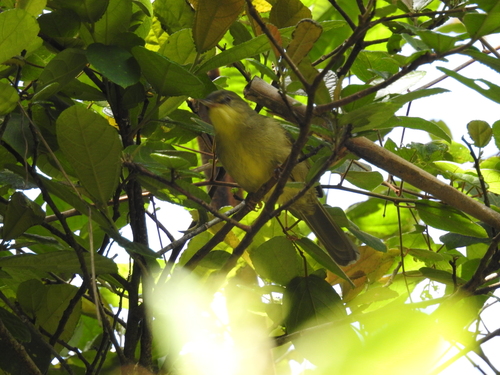 iNaturalist image