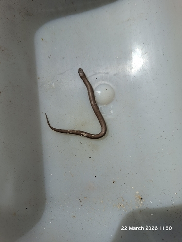 Common Slug-eater