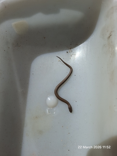 Common Slug-eater