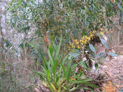 Oncidium sphacelatum