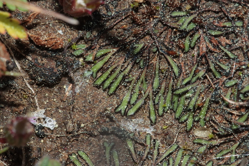 Black Crystalwort (Riccia nigrella)