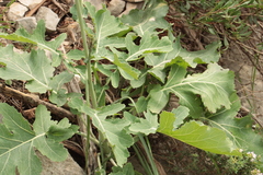 Brassica montana, photograph (c) Noé Fleury Frouart, some rights reserved (CC BY)