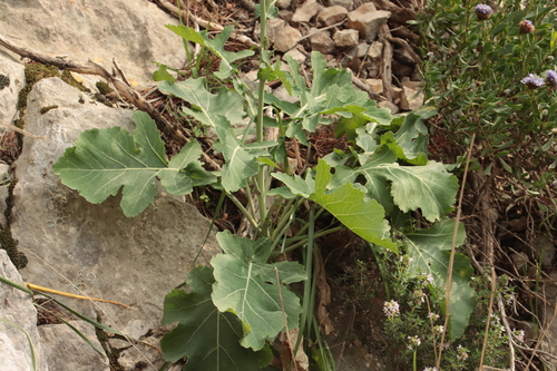 Brassica montana, photograph 2