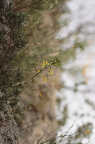 Brassica montana, photograph 3