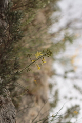 Brassica montana, photograph (c) Noé Fleury Frouart, some rights reserved (CC BY)