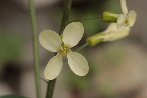 Brassica montana