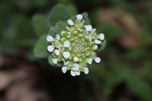 Mediterranean pepperweed (Lepidium hirtum)
