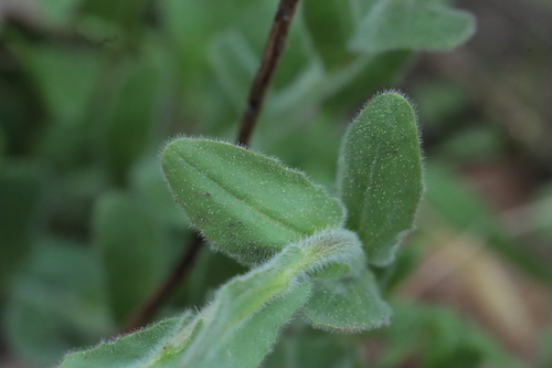 Lepidium hirtum, photograph 4