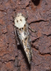 Mompha murtfeldtella