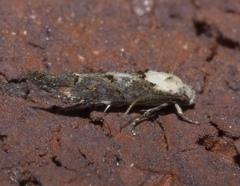 Mompha murtfeldtella