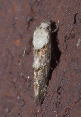Mompha murtfeldtella