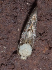 Mompha murtfeldtella