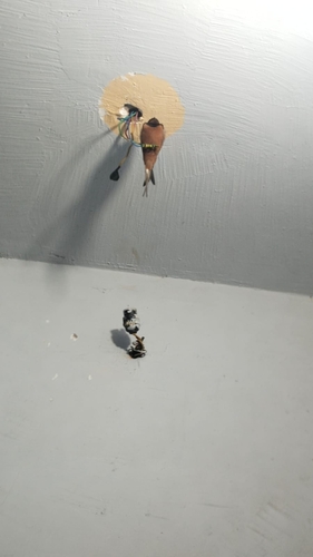 Egyptian Barn Swallow