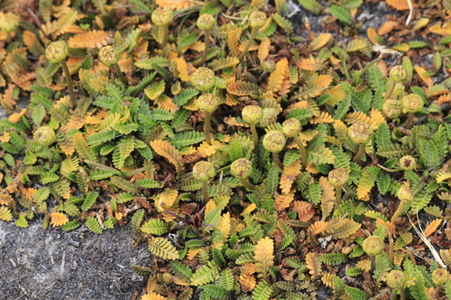 Leptinella scariosa, photograph 2