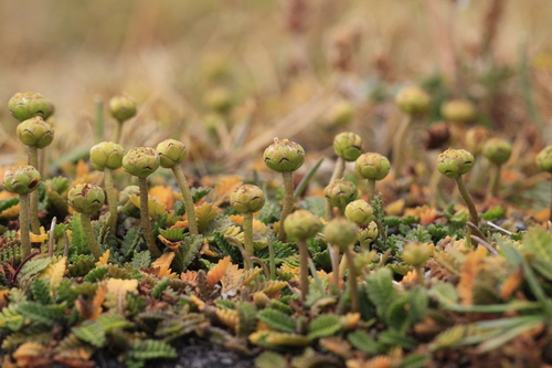 Leptinella scariosa, photograph 3