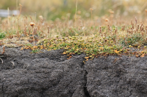 Leptinella scariosa, photograph 4
