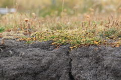 Leptinella scariosa, photograph author not stated, no rights reserved