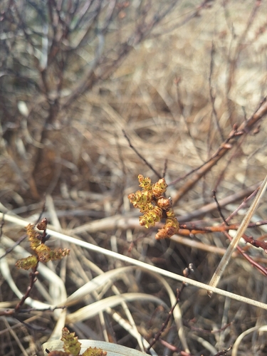 bog myrtle