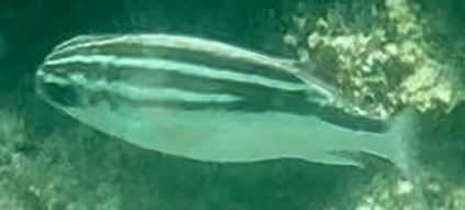 Scolopsis lineata