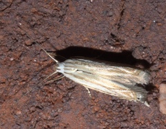 Polyhymno luteostrigella