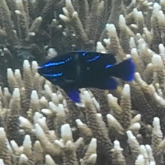 Neoglyphidodon oxyodon