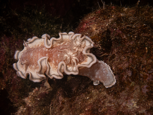 Glossodoris hikuerensis