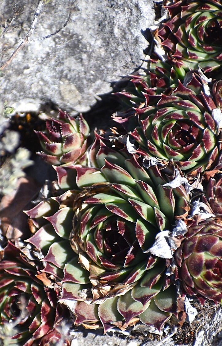 Imagem de Flor pontuda